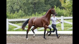 Video di Schopenhauer