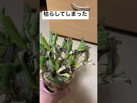 レストレピア・エレガンス