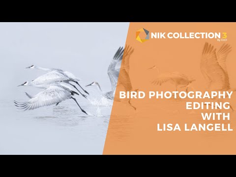 Bird Photography: Breaking Out Of The Mold Using Nik Collection 3 by DxO