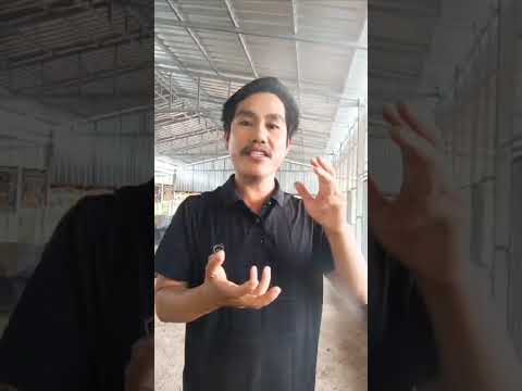 Cai qaib lis ca thiaj lis laib qaib keej