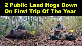 2 Pigs Down On First Public Land Hog Hunt This Year