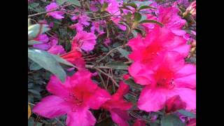 Daryl Hance "Summer"