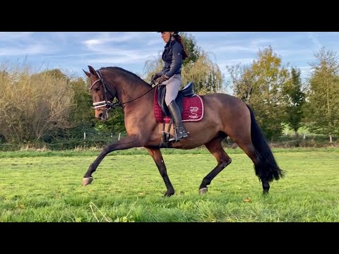 RIMA DE SUSAETA➖ SIRED BY DOBLON-TR