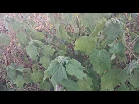  apé de São Joaquim do Monte 