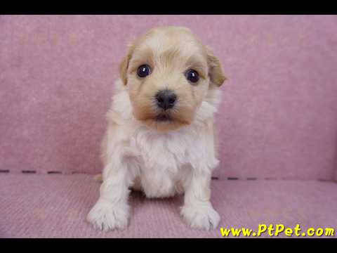 12/10馬爾泰迪公幼犬3號