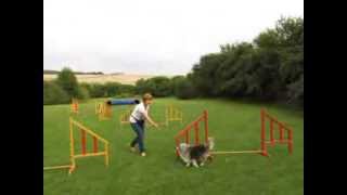 Altes Hundchen auf dem Agilityplatz