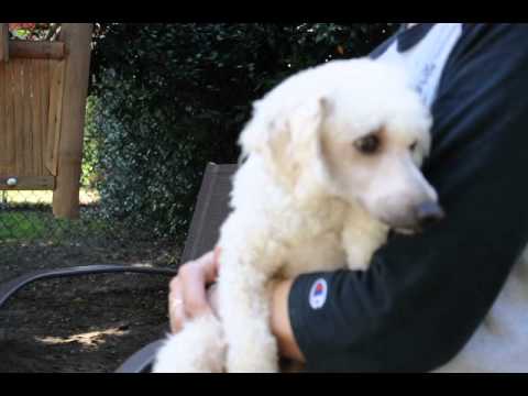 Shortstop, an adopted Poodle & Bichon Frise Mix in Houston, TX_image-1