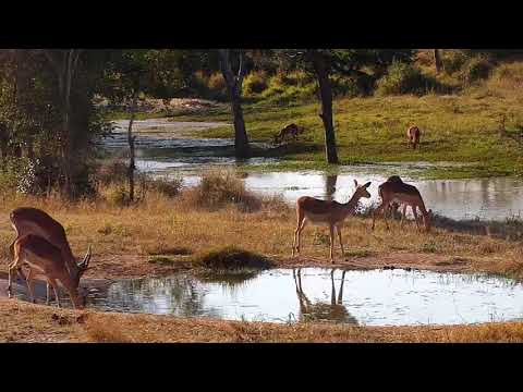 Djuma: Impalas, Nyalas, Wildebeests, Hippo and Baboons - 15:24 - 05/20/21