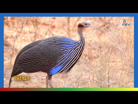 Twende: A game-drive in the world-famous Samburu National Reserve