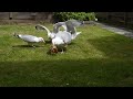 SeaGulls Fighting Over Stale Banana Cake