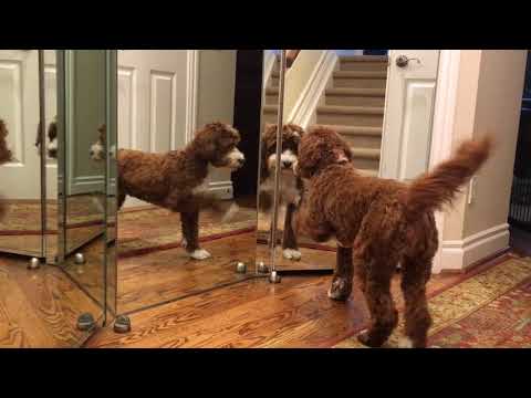 Labradoodle sees herself in the mirror and just cannot deal.