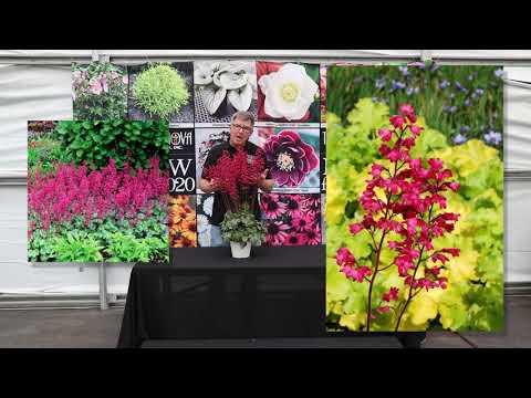 TERRA NOVA® Nurseries, Inc. - Heuchera 'Paris'