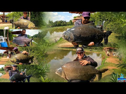 TARDE INSANA NO RECANTO DA MATRINXÃ - PEIXE ATRÁS DE PEIXE