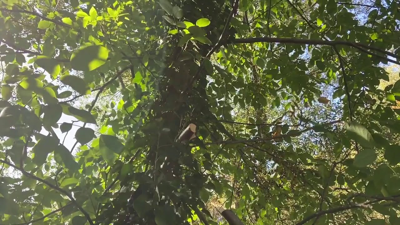 Perche élagueuse MTA-PP/E