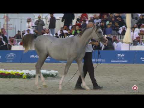 N 185 EZZ AL ENNAP   Asharqia Arabian Horse Classic 2020   Yearling Colts Class 7A