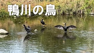 鴨川（賀茂大橋付近）秋の鴨川では、カワウやコサギ、チュウダイサギといった水鳥がみられる（2025年10月14日）