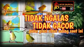 Download lagu terapi suara pleci ribut saling saut super ampuh untuk pleci bisu tidak gacor mp3