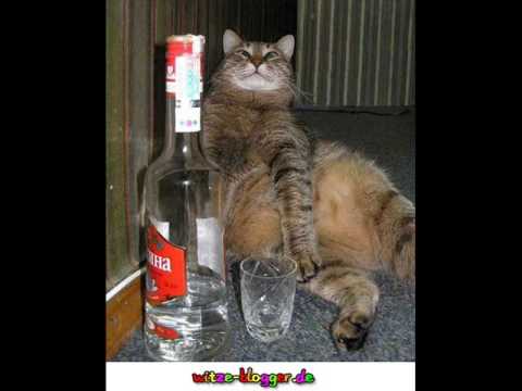 Die Wald-Michelbacher Maus singt "Schmitz Katze"