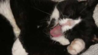 Fly Away, Crystal (RIP)