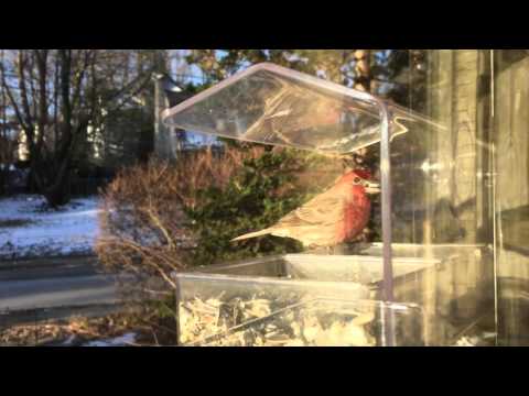 Morning drama at the bird feeder.