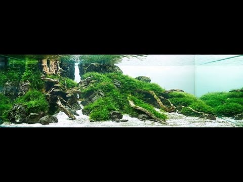 Aquarium 60 l.  Coridoras and  cardinalfish.