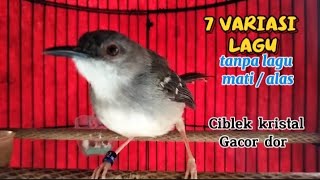 Download lagu 7 variasi lagu isian ciblek masteran ciblek ngebren variasi mp3 Download lagu 7 variasi lagu isian ciblek masteran ciblek ngebren variasi mp3