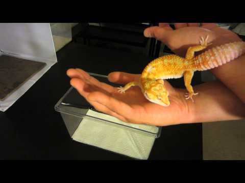 Hot Moose Super Giant Leopard Gecko - 2012 Holdback