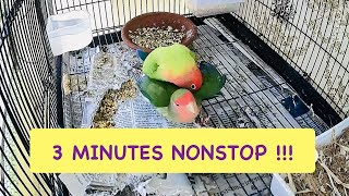 Download lagu Lovebirds Mating Sound | Continuously 3 minutes nonstop  #rbnbirds #birdsmating #birds #parrot #pets mp3