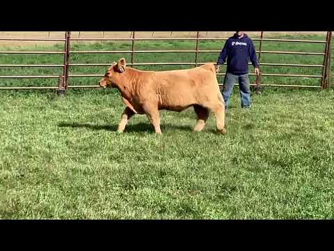 Tag 15 video