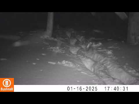 獣医学科 雪上を歩行するツキノワグマを確認！！