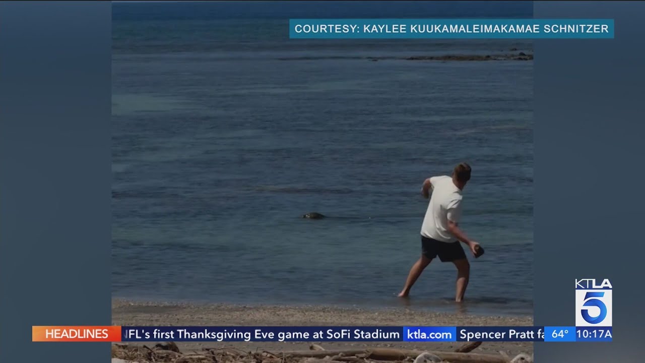 Video thumbnail for Man charged after attack on endangered monk seal caught on video