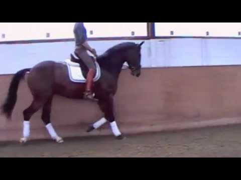 3 Year Old Gelding - Diamond Hit x Fidermark