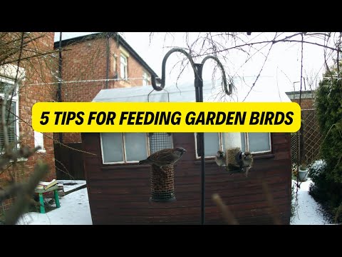 5 Tips For Feeding Garden Birds (2022)