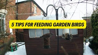 5 Tips For Feeding Garden Birds (2022)