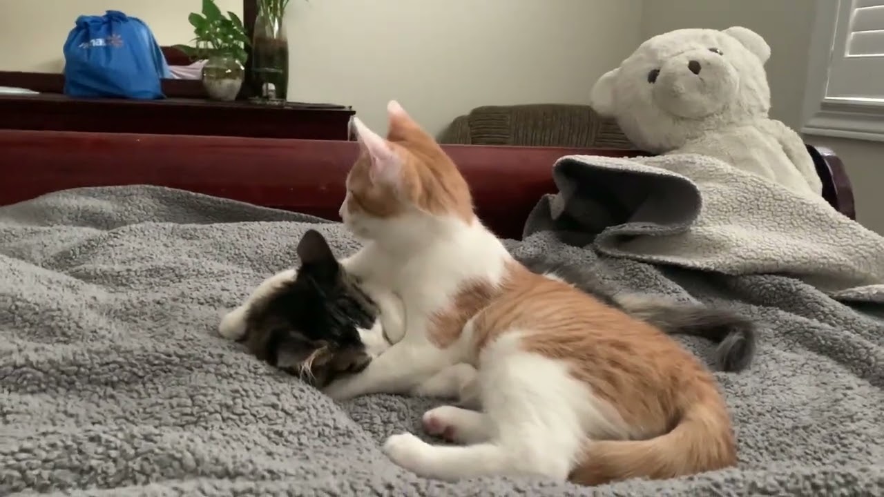 Enlarge Riley, a ADOPTABLE Domestic Short Hair in Mississauga, ON video 4/6