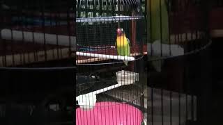 Download lagu pancing dengan LB FIGHTER ini DI JAMIN NAIK EMOSI #lovebirdfighter #lovebirdngekek #lovebird mp3