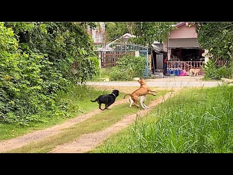 Dog attack: street dogs vs Rottweiler and Bandog