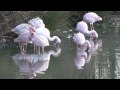 Lesser Flamingos Foraging Dec 2014