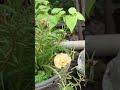Garden Garden Music Flowers Probashi Btv Amarsonarmoynapakhi