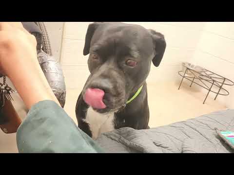 Nelly 5y A869565 beautiful, dreamy doggie@TRN, from kennel 207 harrys haven PACC shelter20250713681