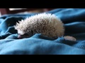 Baby Hedgehog Squeaks