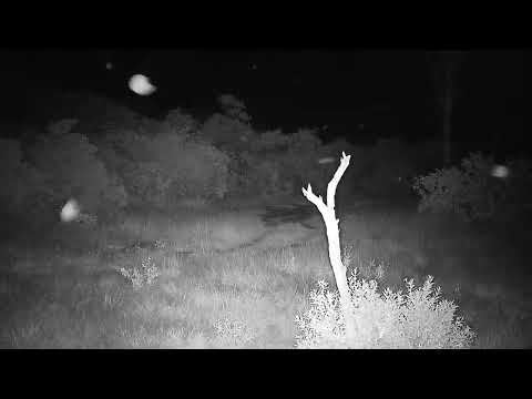 Djuma: Hippo goes off to graze - 02:30 - 04/03/2022