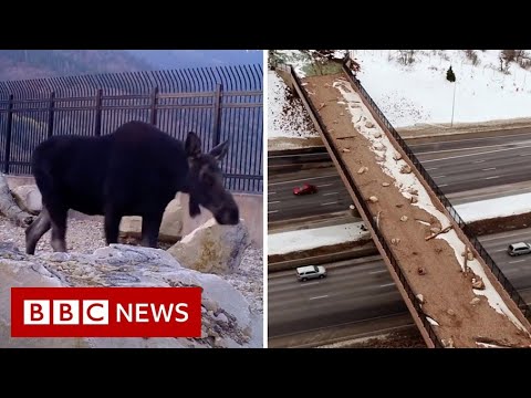 The animal crossing helping wildlife between mountains – BBC News