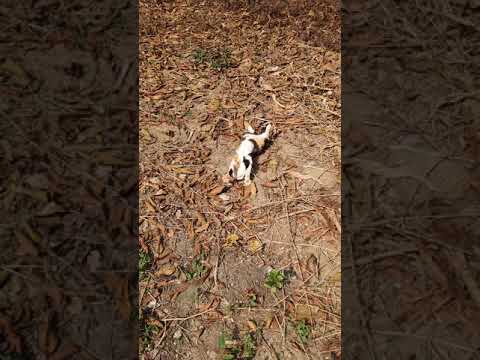 Pretty calico cat runs away when a ginger tabby approaches her.