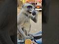 Hanuman Hh