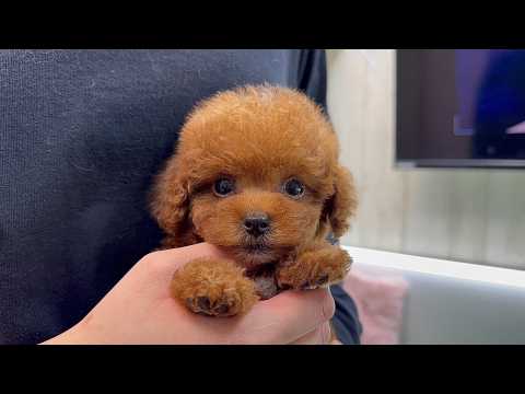 YouTube動画のサムネイル