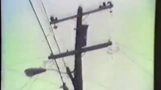 The Mr. T Experience - "Surfin' Cows"