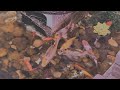 EAU FRAICHE INTERLUDE Ft CRESLOID UTAU ORIGINAL