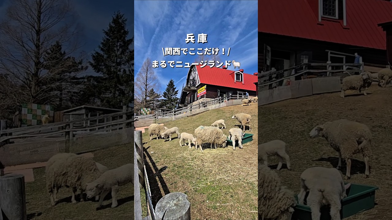 【関西でここだけ⁉️】ヒツジのパラダイスで名物のアレがヤバすぎた⋯