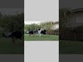 Dog enjoy|funny animals videos||dog training||dog lover 😍 #shorts #pets #gadgets #animals